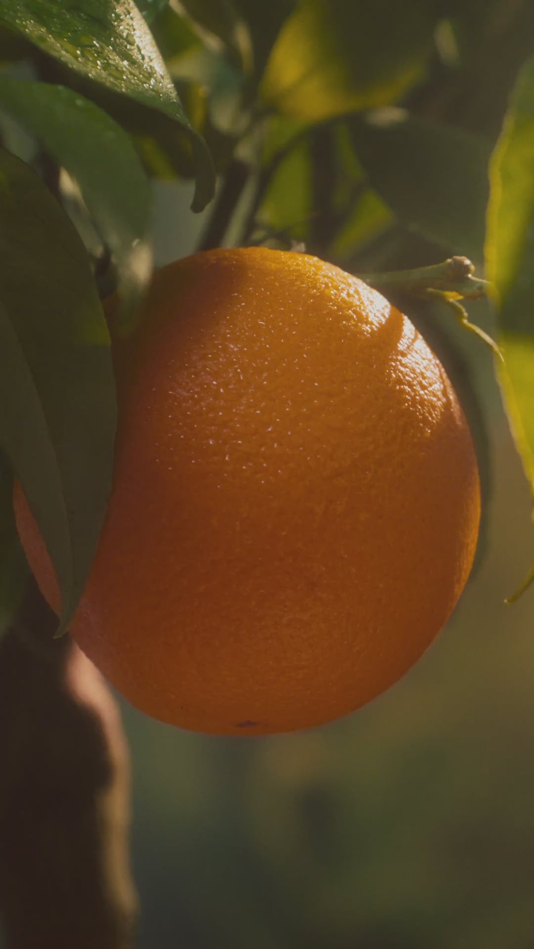 A video showcasing Jägermeister Orange and its origins - made from real oranges.